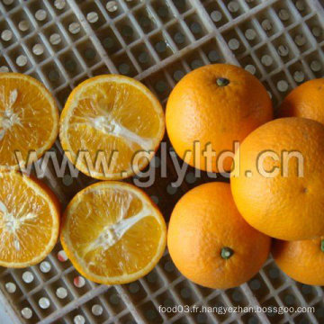 Norme exportée chinoise Fresh Valencia Orange